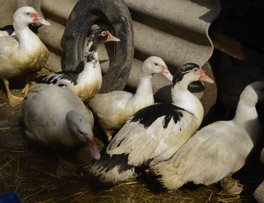 БУДИМПЕШТА, 31. ОКТОБРА /СРНА-Ројтерс/ - Мађарске власти пријавиле су ширење високопатогеног птичијег грипа Х5Н1 на фарми товљених патака, саопштила је Свјетска организација за здравље животиња.