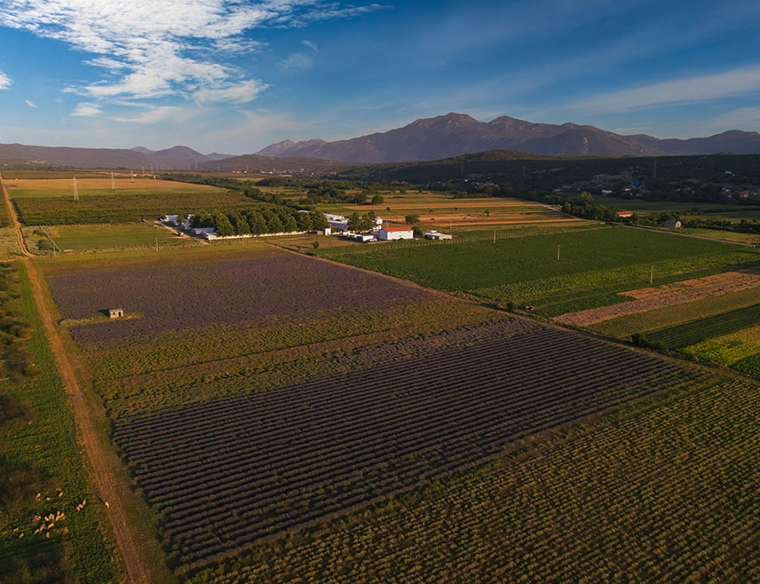 ЉУБИЊЕ, 5. НОВЕМБРА /СРНА/ – Компанија "Љбиље" из Љубиња узгаја око 15 различитих биљних врста од којих настају етерична уља, чајеви и природна козметика, производи се пласирају у земље региона, али и широм свијета, рекла је Срни технички директор компаније Слободанка Поповић.