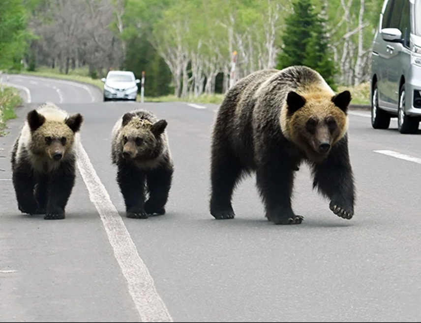 ТОКИО, 6. НОВЕМБРА /СРНА - РИА Новости/ - Државна полицијска агенција Јапана измијенила је правила како би се од четвртка, 13. новембра, дозволило полицајцима да пуцају на медвједе из ватреног оружја, усљед наглог повећања броја напада тих животиња на људе, јавила је јапанска новинска агенција Кјодо.