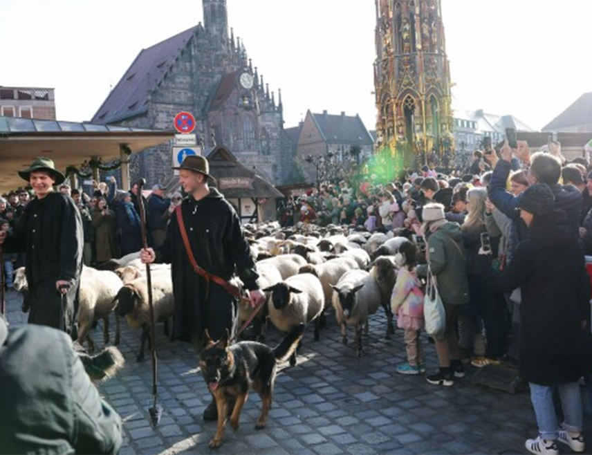 НИРНБЕРГ, 16. НОВЕМБРА /СРНА/ - Више стотина оваца прошло је центром Нирнберга на путу ка свом зимском смјештају.