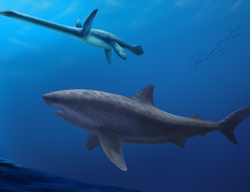 КАНБЕРА, 29. НОВЕМБРА /СРНА/ - Остаци праисторијског морског пса пронађени су на једној плажи у Аустралији, а научници процјењују да је био дуг до осам метара и знатно тежи од данашњих великих бијелих паса.