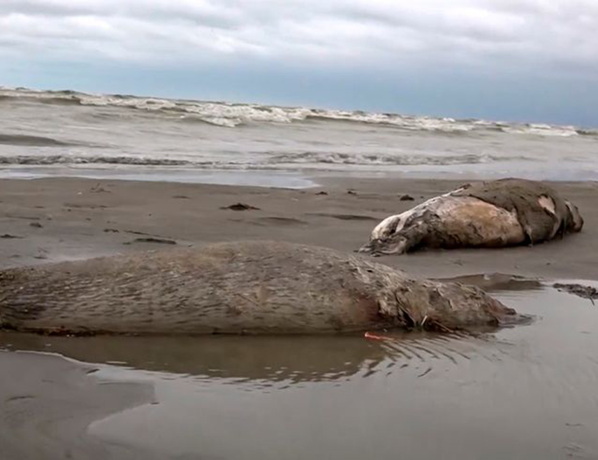 МАХАЧКАЛА, 2. ДЕЦЕМБРА /СРНА/ - Више од 320 угинулих фока пронађено је на обали Каспијског мора између ушћа ријеке Сулак и ријеке Терек, речено је агенцији ТАСС у служби за ванредне ситуације у Дагестану.