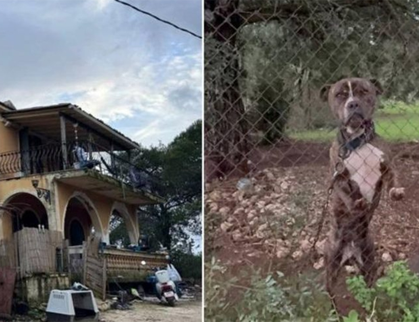 АТИНА, 7. ДЕЦЕМБРА /СРНА/ - Двогодишњег дјечака усмртио је питбул на грчком острву Закинтос, гдје су пса привремено удомили дјечакови родитељи који су након трагедије ухапшени.