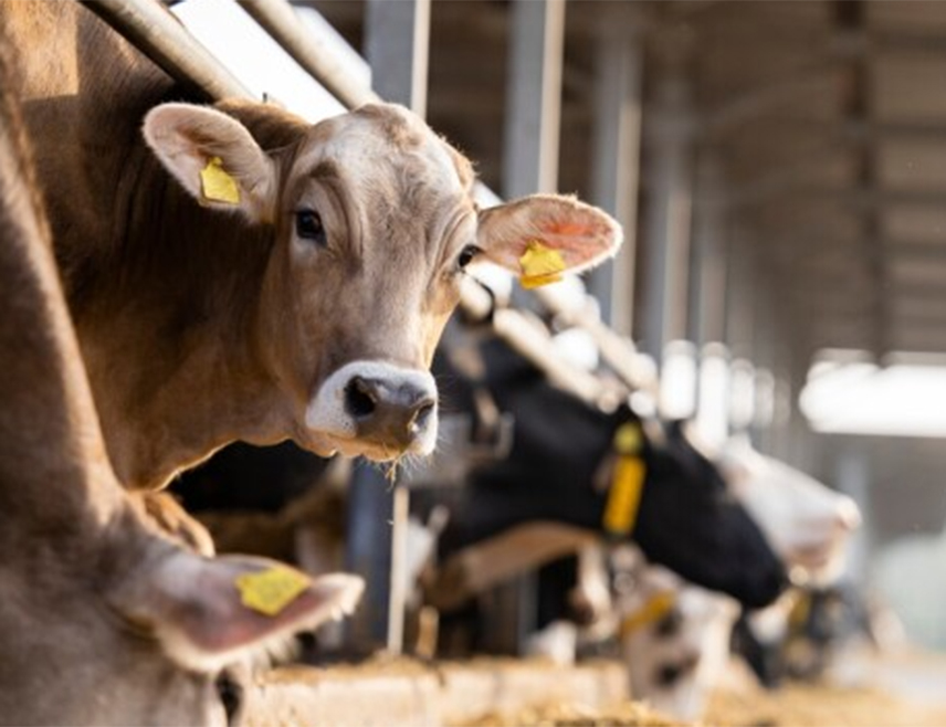 ИСТОЧНА ИЛИЏА, 19. ДЕЦЕМБРА /СРНА/ - Ветеринарска инспекција са подручја града Источно Сарајево је, поводом појаве бруцелозе, апеловала да грађани уочи предстојећих празника купују домаће животиње искључиво код регистрованих узгајивача.