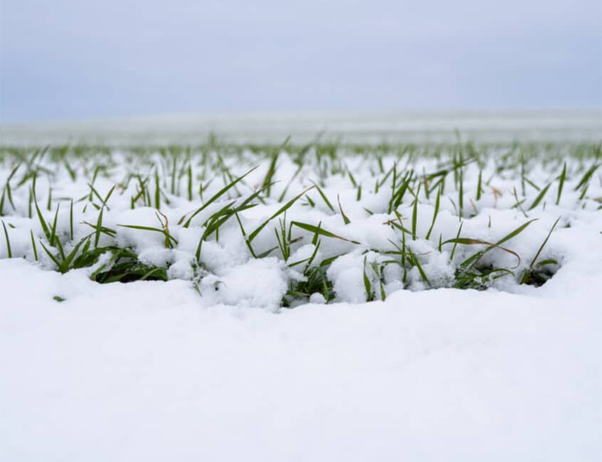 БИЈЕЉИНА, 12. ЈАНУАРА /СРНА/ - Озими усјеви су у стању мировања, прекривени су снијегом, који је добар изолатор и чува биљке од смрзавања, рекла је Срни агроном Гордана Гајић.