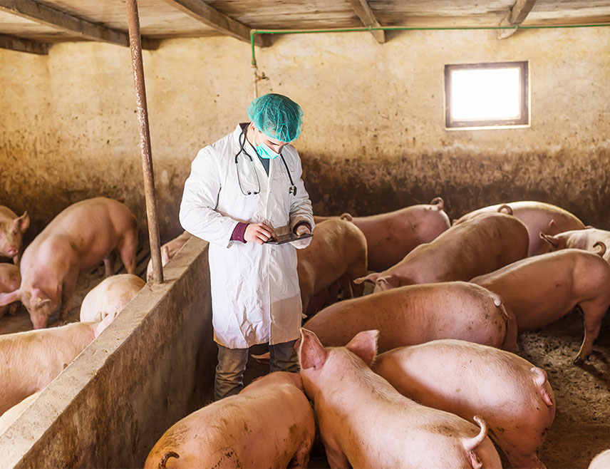БАЊАЛУКА, 29. ЈАНУАРА /СРНА/ - Узгајивачи свиња у Републици Српској очекују да буде интензивирана инспекцијска контрола продаје свјежег мјеса, с обзиром на то да су уочили да декларације у маркетима нису у складу са прописима из ове области, изјавио је Срни предсједник Удружења свињара Мишо Маљчић.