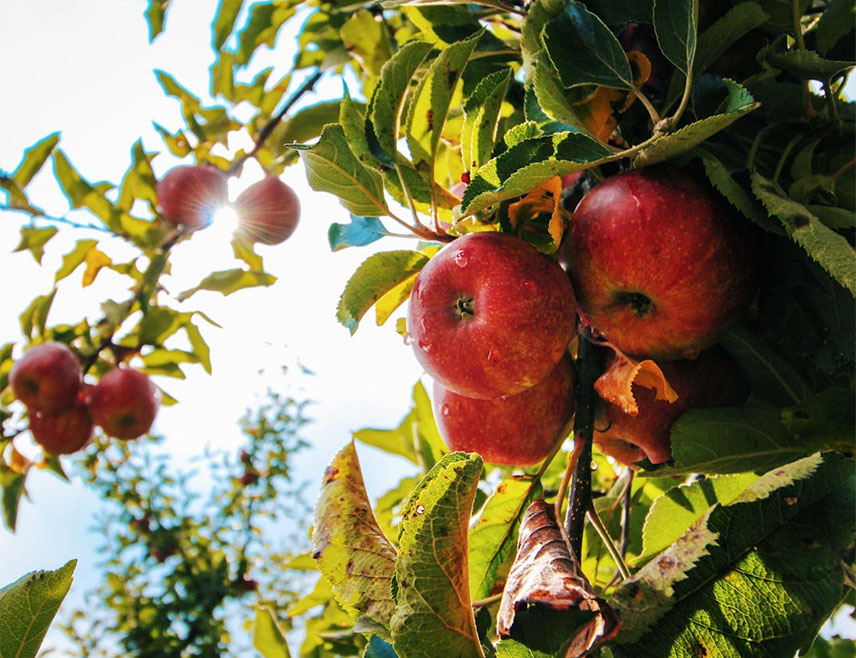ЛОНДОН, 29.ЈАНУАРА /СРНА/ - Коалиција невладиних организација које се боре против употребе пестицида "Пан Европа" упозорила је на "коктеле пестицида" у јабукама које се продају широм Европе, пише "Гардијан".