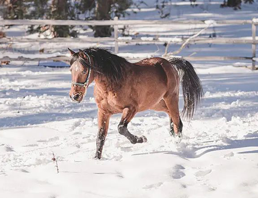РОГАТИЦА, 31. ЈАНУАРА /СРНА/ - Признавање расе боричког арапског коња као аутохтоне расе било би од великог значаја за узгајиваче, али и за општину Рогатицу, Републику Српску и БиХ, изјавила је Срни Биљана Рогић са Института за сточарство Пољопривредног факултета Универзитета у Бањалуци.