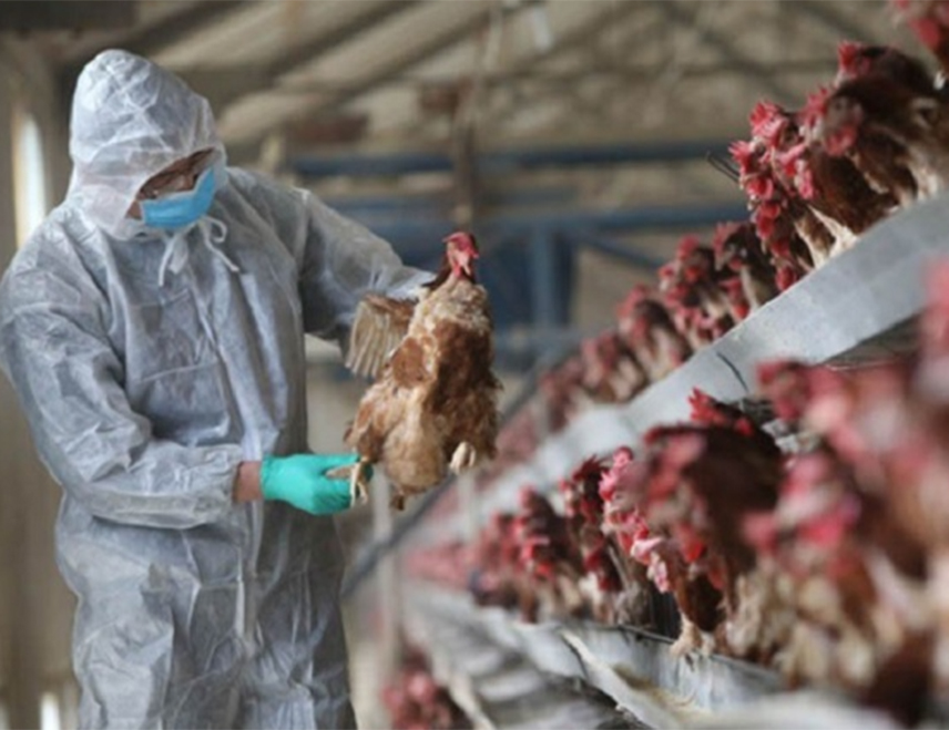 ЗАГРЕБ, 6. ФЕБРУАРА /СРНА/ - Нови случајеви птичијег грипа потврђени су код два црвенокљуна лабуда пронађена на подручју рибњака у општини Писаровина у Загребачкој жупанији.