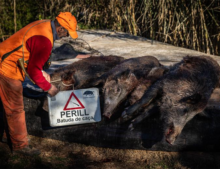 БАРСЕЛОНА, 13. ФЕБРУАРА /СРНА/ - Два случаја афричке куге свиња откривена су у Шпанији међу дивљим свињама, први пут ван првобитне зоне епидемије у близини Барселоне, што је довело до додатних ограничења кретања људи и стоке, саопштиле су регионалне власти у Каталонији.