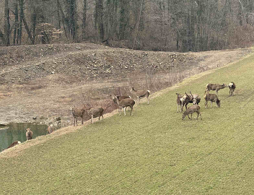 ЛОПАРЕ, 18. ФЕБРУАРА /СРНА/ - Ловачки подухват враћања јелена на Мајевицу у октобру 2024. године у потпуности је успио и након 16 мјесеци свих осам зрелих кошута које су овдје пуштене имају одраслу телад, а од пуштене телади израсла су четири јелена вилаша, саопштено је из Ловачког удружења "Мајевица".