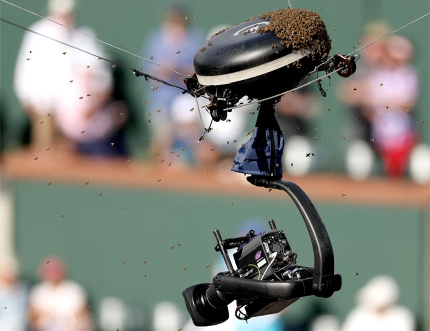 ЊУ ДЕЛХИ, 19. ФЕБРУАРА /СРНА/ - Рој пчела прекинуо је тениски турнир "ИТФ Бангалор опен" јер су тенисери и гледаоци морали да напусте терене, јавили су индијски медији.