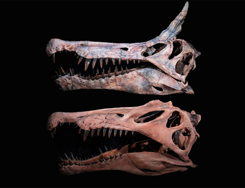 ЧИКАГО, 19. ФЕБРУАРА /СРНА-Ројтерс/ - На удаљеном локалитету у пустињи Сахара у Нигеру научници су ископали фосил спиносауруса, највећег међу диносаурусима месождерима, познатог по великој крести на глави у облику оштрице и вилицама са испреплетеним зубима за хватање рибе.