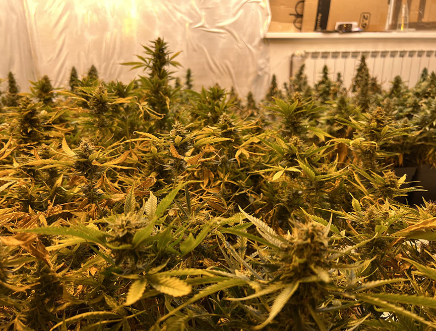 САРАЈЕВО, 14. МАРТА /СРНА/ - Жена чији су иницијали Г.К. /46/ из Сарајева ухапшена је због неовлаштене производње и промета дрога, а у претресима на подручју Илиџе и Старог Града пронађене су и одузете двије комплетне лабораторије за узгој и производњу марихуане са 663 стабљике, саопштено је из МУП-а Кантона Сарајево.