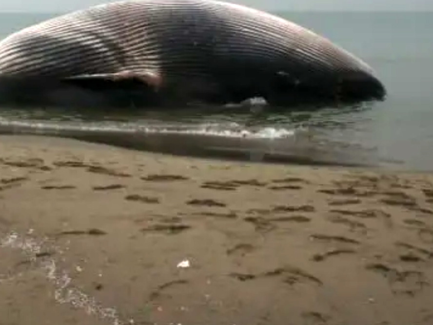 БЕРЛИН, 24. МАРТА /СРНА/ - Забринутост расте због великог кита који је насукан код обала Њемачке, у плитким водама Балтичког мора, саопштили су надлежни органи.