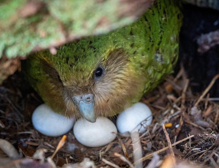 АМСТЕРДАМ, 26. МАРТА /СРНА/ - Холандске власти заплијениле су 261 јаје дивљег папагаја на аеродрому "Схипхол" у Амстердаму након што су их пронашли у ручном пртљагу пара који је летио из Централне Америке у Азију, саопштила је Холандска агенција за безбједност хране и потрошачких производа.