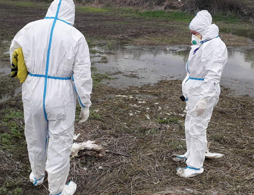 СРБАЦ, 6.АПРИЛА /СРНА/ - Угинули лабудови, који су пронађени у мочварном комплексу Бардача код Српца, нису позитивни на птичји грип, рекао је Срни начелник општинског Одјељења за инспекцијске послове Ненад Билановић.