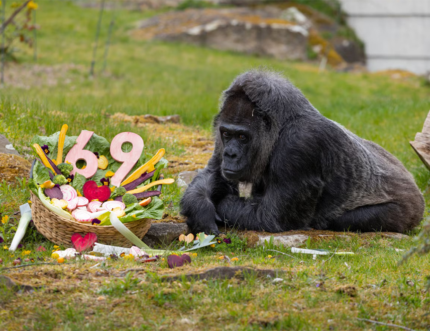 БЕРЛИН, 14. АПРИЛА /СРНА/ - Најстарија горила на свијету, Фатоу, прославила је 69. рођендан у зоолошком врту у Берлину и тако надживјела типичан животни вијек своје врсте у дивљини, који се креће од 35 до 40 година.