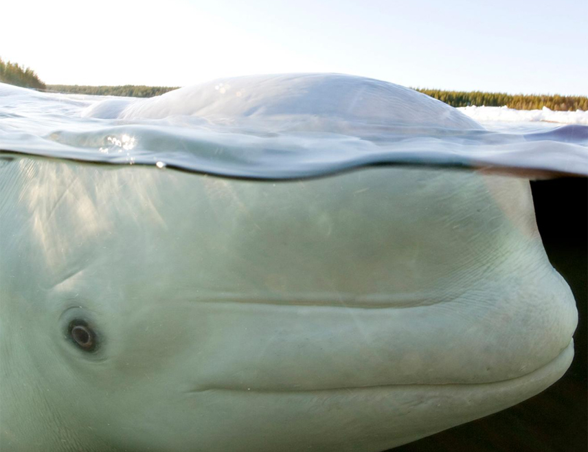 БЕРЛИН, 14. АПРИЛА /СРНА/ - Бијели кит белуга примијећен је у уском мореузу око Фленсбуршког залива, пловног пута који дијели Њемачку од Данске у близини сјеверноњемачког града Фленсбурга.