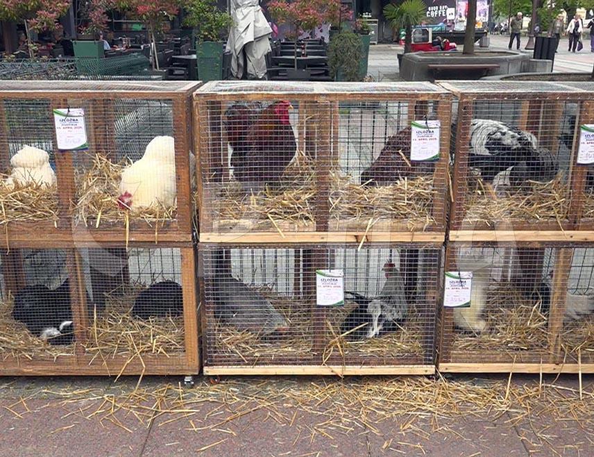 БРЧКО, 16. АПРИЛА /СРНА/ - У Брчком је данас одржана изложба ситних животиња коју је посјетило више од 1.000 дјеце предшколског и школског узраста.