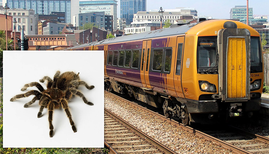 БЕРЛИН, 17. АПРИЛА /СРНА/ - Жена је заборавила 20 тарантула у возу на југу Њемачке, што је изазвало интервенцију полиције након што је машиновођа пронашао необичан терет, рекао је данас портпарол полиције.