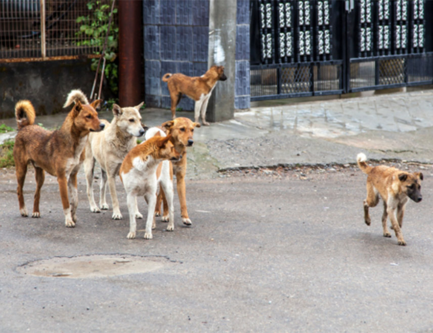 ПОЖЕГА, 23. АПРИЛА /СРНА/ - Пси луталице заклали су током ноћи по пет оваца и јагњади у тору једног домаћинства породице Пејовић у пожешком селу Сврачково.