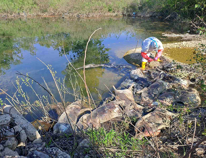 БИЈЕЉИНА, 28. АПРИЛА /СРНА/ - На обали Дрине у Бијељини пронађено је 10 угинулих свиња тешких око 80 килограма, саопштено је из Градске управе.