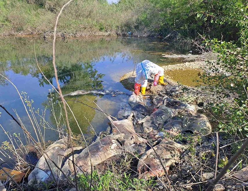 БАЊАЛУКА, 28. АПРИЛА /СРНА/ - Министарство пољопривреде, шумарства и водопривреде Републике Српске упозорило је да лешеви свиња одбачени уз корито ријеке Дрине у бијељинском насељу Јоховац представљају потенцијални извор ширења заразних болести, нарочито афричке куге свиња, те додало да очекује хитно утврђивање одговорности и најоштрије санкционисање починилаца.