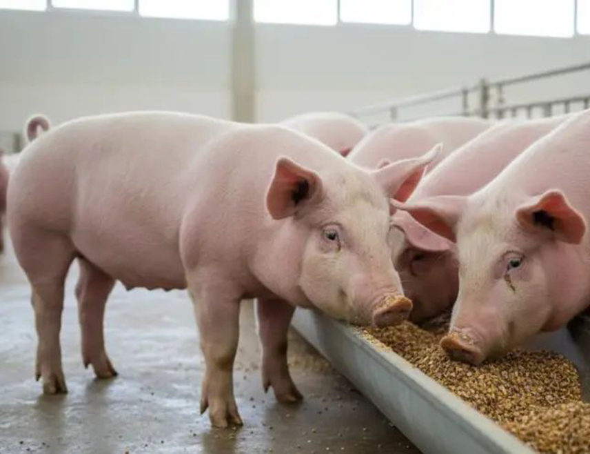БАЊАЛУКА, 29. АПРИЛА /СРНА/ - Министарство пољопривреде, шумарства и водопривреде Републике Српске исплатило је данас 2.864.486 КМ подстицаја за пољопривредну производњу за 72 корисника.