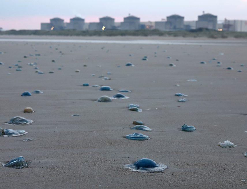 PARIS, AUGUST 12 /SRNA/ - A swarm of jellyfish has led to the blockage of pumps and the shutdown of reactors at the "Gravelines" nuclear power plant in northern France, the largest atomic power station in Western Europe, the energy group EDF announced.