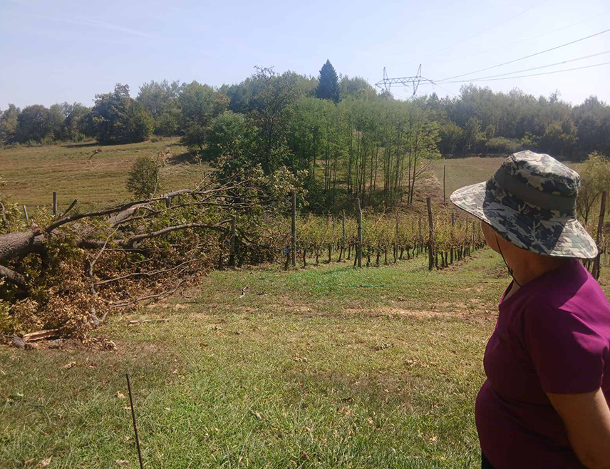 PRNJAVOR, AUGUST 31 /SRNA/ - Prnjavor is currently accepting claims for damage assessment following the severe storm that hit the area on Saturday, September 29, destroying nearly 90 percent of the crop at the Fazan winery in Lišnja.