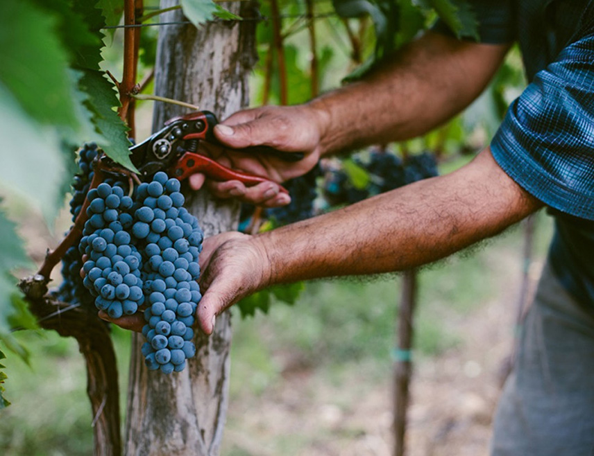 TREBINJE, SEPTEMBER 16 /SRNA/ - The grape harvest in Trebinje is very good this year, better than last year, and the quality is also excellent, as the weather conditions have been favourable, Ranko Petijević, owner of Petijević Winery, told SRNA today.