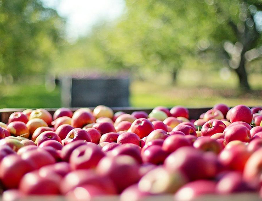 JAHORINA, SEPTEMBER 25 /SRNA/ – BiH has been granted approval to export 14,270 tonnes of apples and 6,405 tonnes of pears from this year's harvest to the Russian Federation, Minister of Foreign Trade and Economic Relations in the Council of Ministers Staša Košarac said.