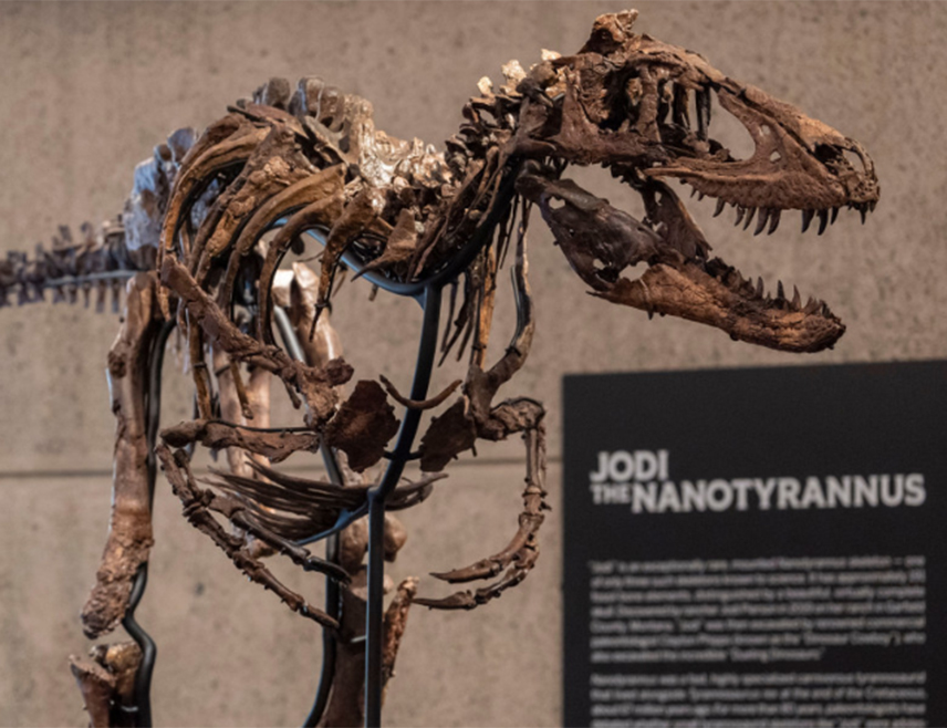 NEW YORK, OCTOBER 27 /SRNA/ – The skeleton of a small dinosaur resembling a T. rex has been sold at auction in New York for $47.3 million to an undisclosed buyer, auction house Sotheby’s announced.